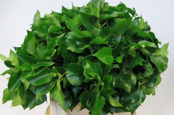 Hedera gruen