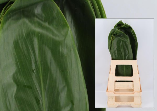 Cordyline Green Tie
