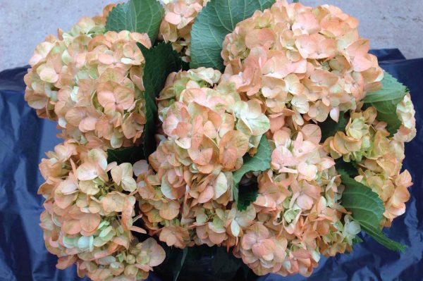 Hortensia macr. ov. Champagne tinted