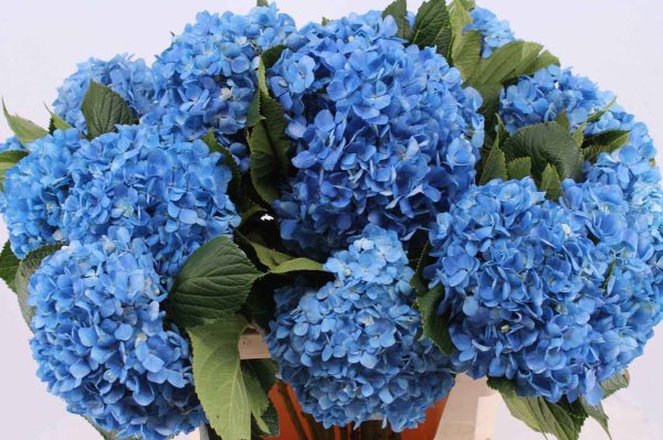 Hortensie macr. Shocking Blue