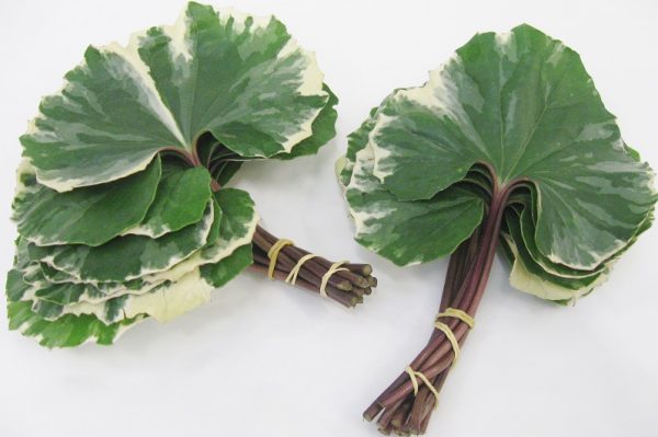 Ligularia argenta Variegate