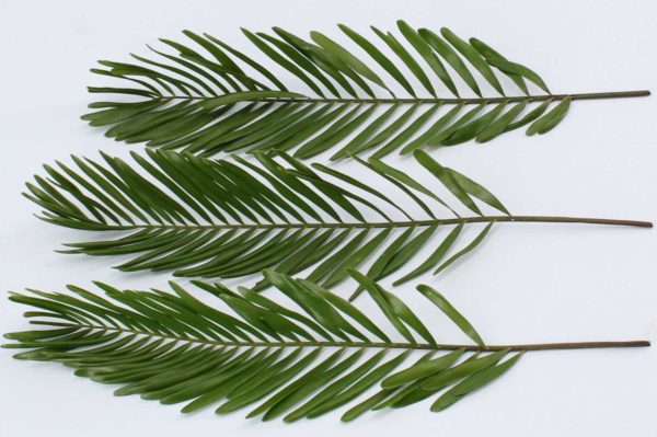 Zamia floridana