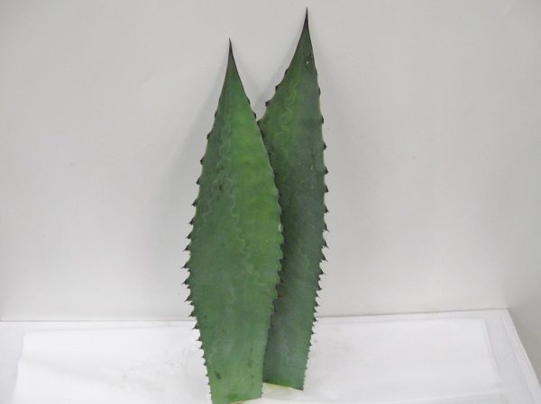 Agave quadalajarana