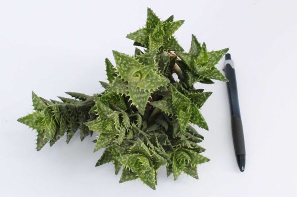Aloe squarrosa