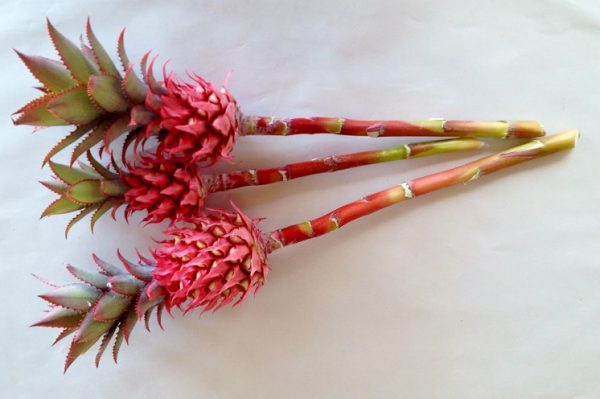 Ananas striatos