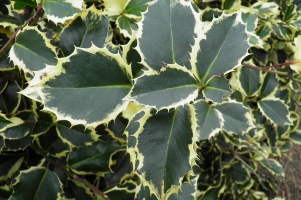 Ilex colorful