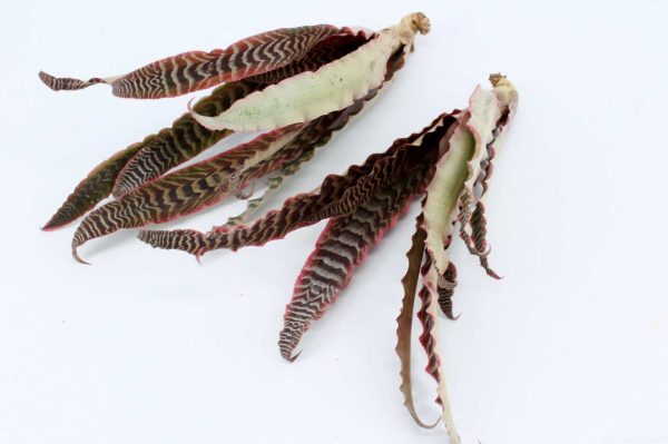 Cryptanthus tigrinus