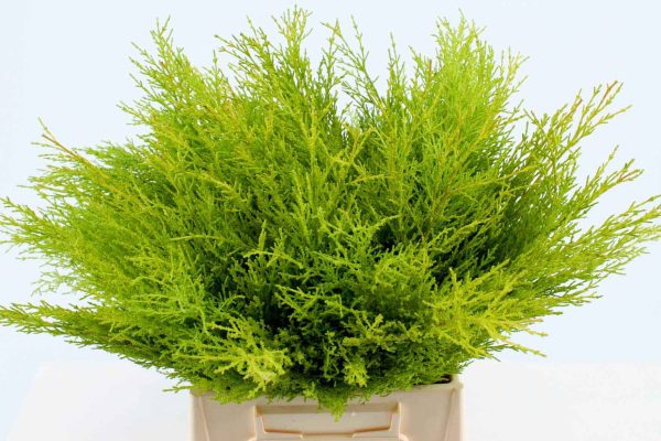 Cupressus Gold Crest