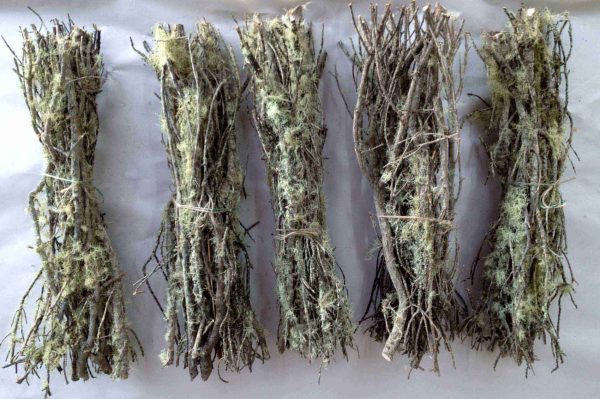 Inga epiphytic - Image 2