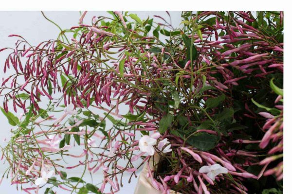 Jasmijn polyanthum