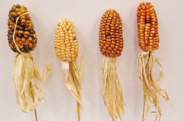 Corn on stalk (55/60cm)