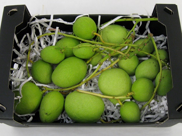 Indica mangifera Mango Tree