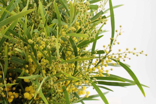 Mimosa Floribunda