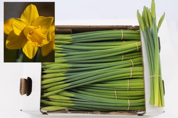 Narcis Standard Value
