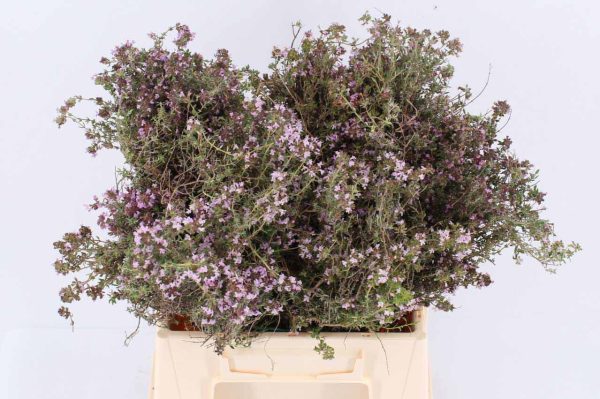 Thymium mit Blume