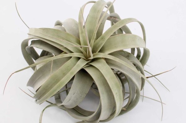 Tillandsia Xerographyca