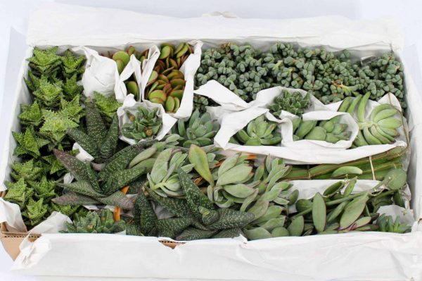 Succulent Mischbox