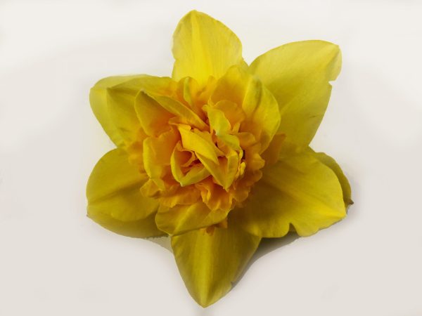 Narcis Dick Wilden
