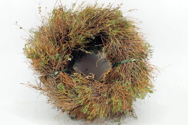 Euphorbia wreath