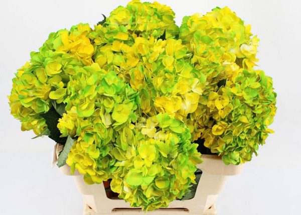 Hydrangea macr. ov. Dark Yellow Amethyst tinted