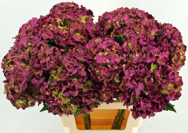 Hydrangea macr. ov. Emerald Fuchsia tinted