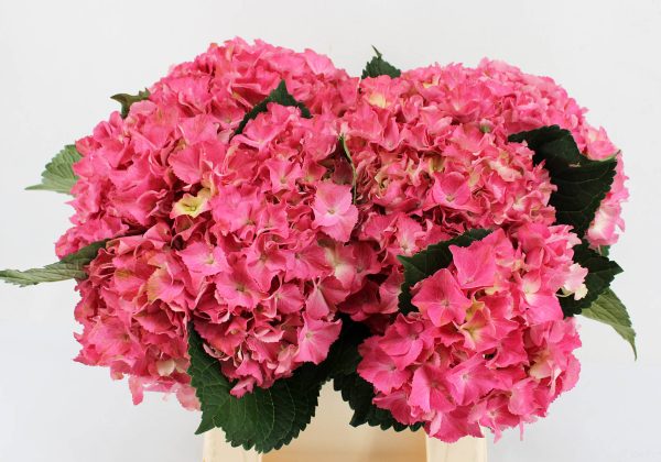 Hortensie macr. Scarlet pink