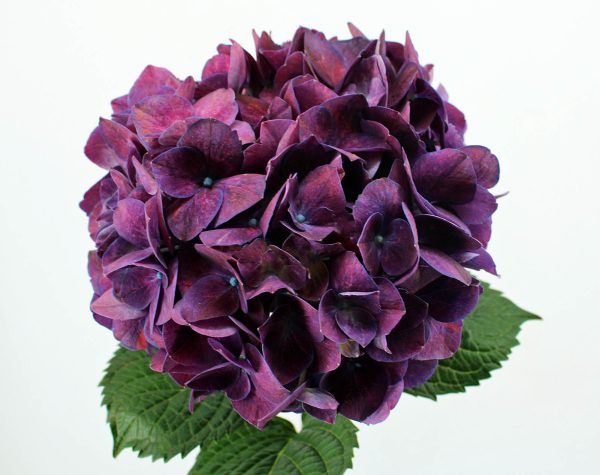 Hydrangea macr. Trophy purple