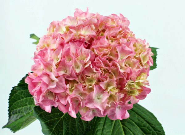 Hortensie macr. Veronica