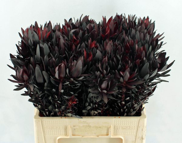 Leucadendron Burgundy