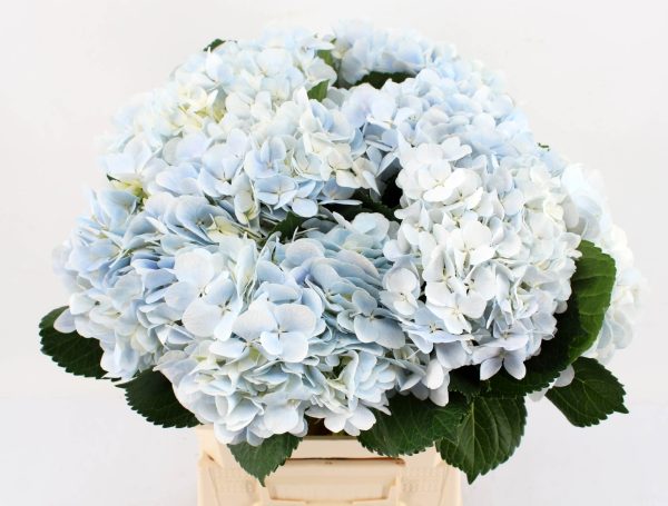 Hortensia macr. Dream blue