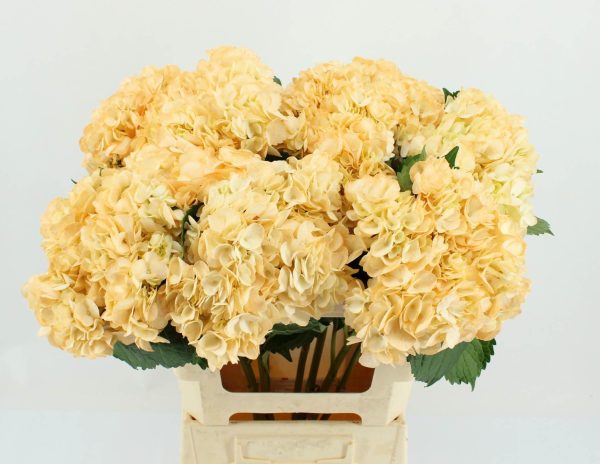 Hortensia macr. Light Peach