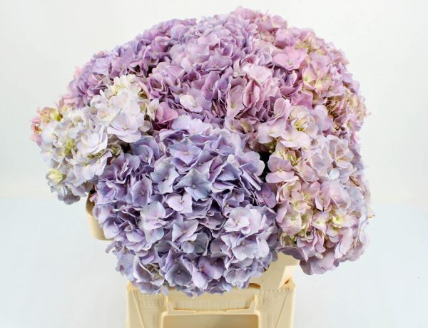 Hortensie m. Veronica Pastel
